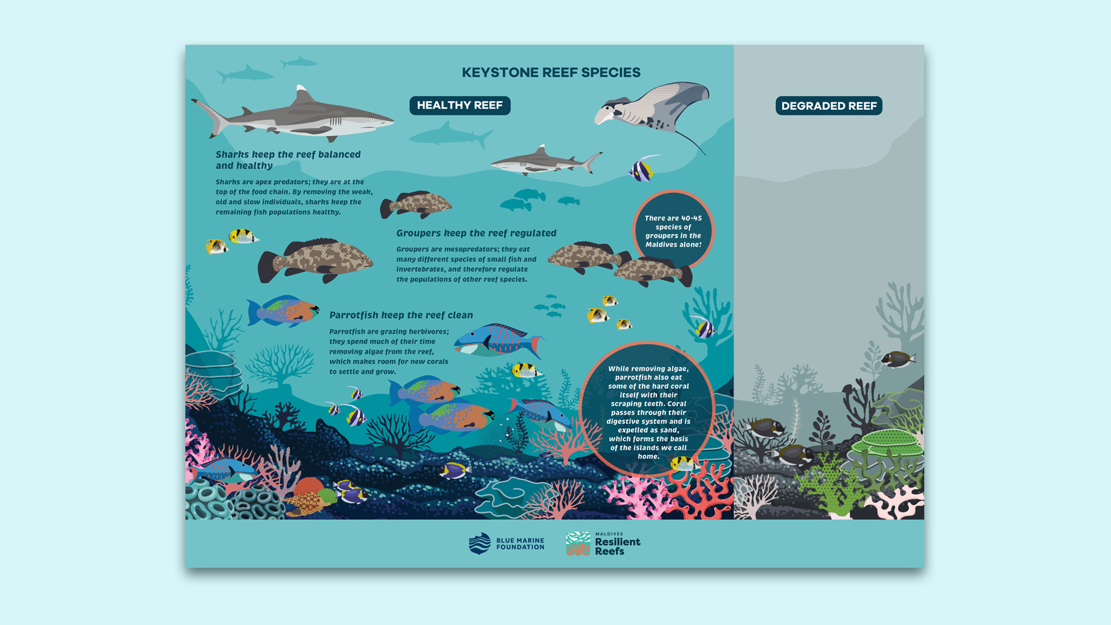 Maldives Resilient Reefs - keystone reef speicies design.